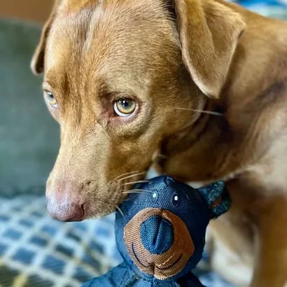 â¨LAST DAY ONLY 49% OFFđĽThe New 2025 "Iron Bear": Unmatched Strength for Aggressive Chewers