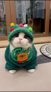 🔥50% OFF — Adorable Pet Christmas Outfits Just Dropped! Only 39.99 ( W a s 39.99(Was79.98)