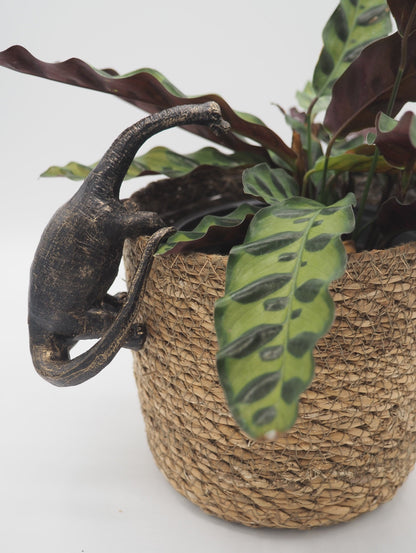 🌿🦕 Dinosaur Pot Buddy Trio — Stegosaurus, Brachiosaurus & Velociraptor