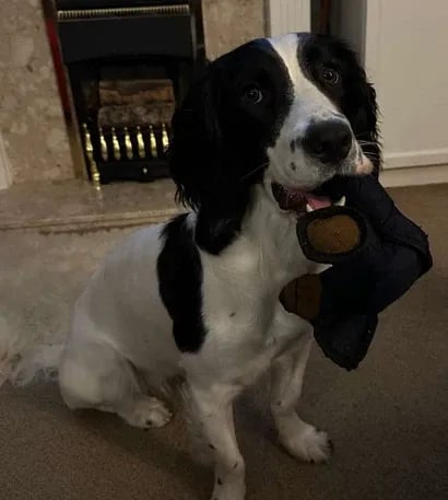 ✨LAST DAY ONLY 49% OFF🔥The New 2025 "Iron Bear": Unmatched Strength for Aggressive Chewers