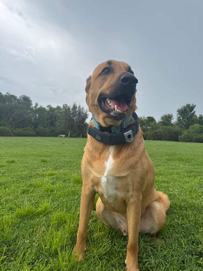 🔥Black Friday sale today only, enjoy 50%OFF -Deroopy™ Smart 2K Camera Dog Collar – 4G Wireless GPS Fence for Medium & Large Dogs