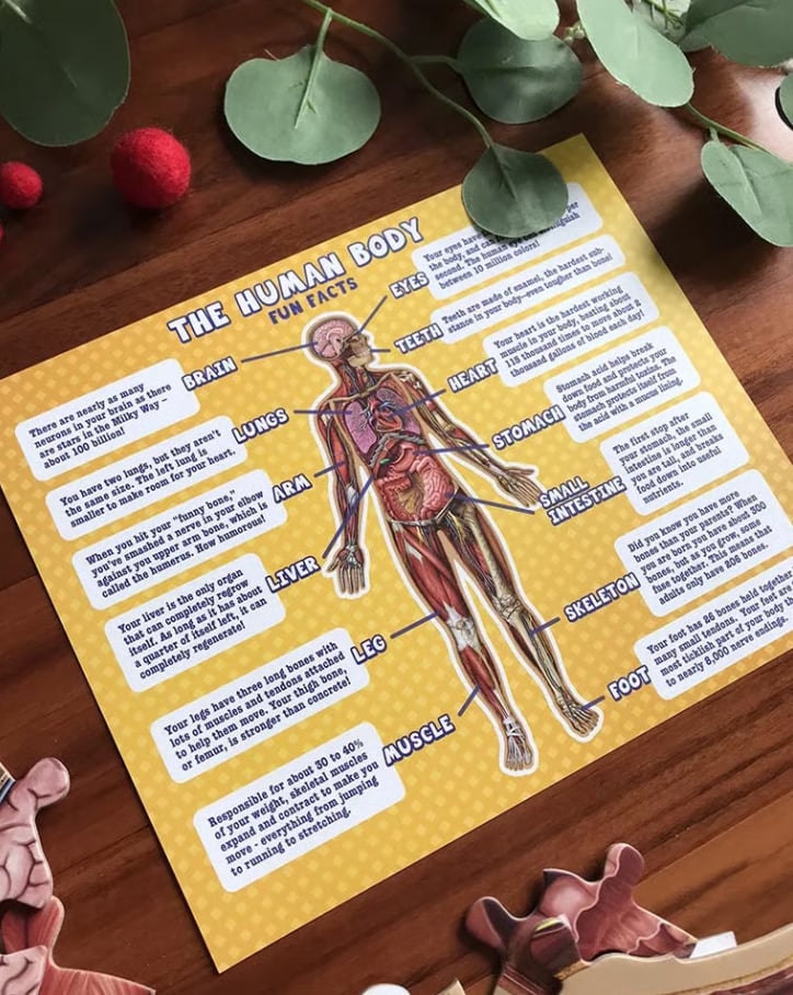 🔥Hot Sale 49% off🌟Kid's 100 Piece Human Body Floor Puzzle