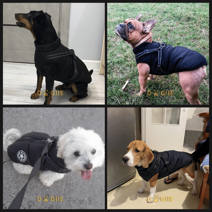 🔥Last Day Promotion 49% OFF - Waterproof Winter Jacket with Built-in Harness