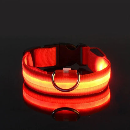 ✨“The Light-Up Dog Collar Every Pet Owner Needs for Night Walks”🐶